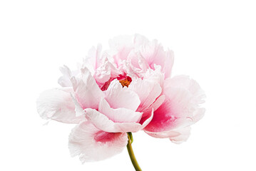  fresh peony on the white