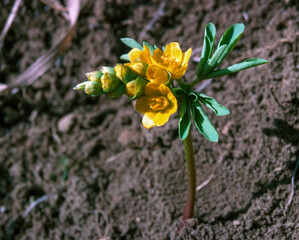 The Leontice (Gymnospermium odessanum) flowering iin the wild on the slopes