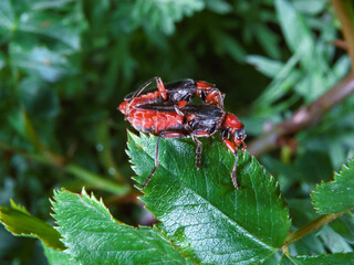 Soldier beetle Cantharis fusca - mating soft-bodied beetles on a plant leaf