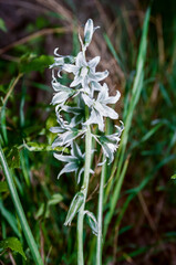 Ornithogalum boucheanum - inflorescence of a steppe white-flowered plant