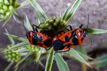 The shield bug (Eurydema ornata), mating bugs on a green plant