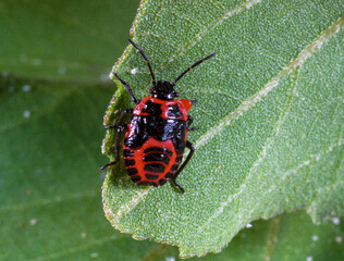 The shield bug (Eurydema ornata), young immature bug on a green plant
