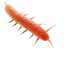 bacteria clipart, red, medical illustration, png, transparent background, cut out background, di cut