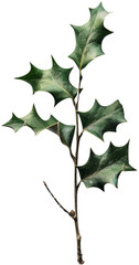 Fototapeta premium holly sprig clipart green plant, png, transparent background, cut out background, di cut