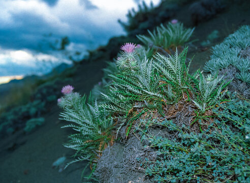 Lamyra echinocephala - a rare plant listed in the Red Book, growing on the slopes of the Karadag mountains
