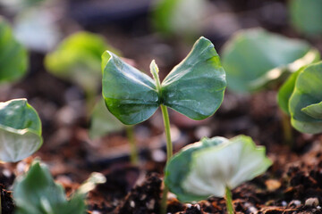 Growing Pine and Spruce Saplings, Oak Tree Planting in Forest, Young Trees, Reforestation Efforts with Saplings, Forest Regeneration, Small Pine and Oak Trees Growing Tree Cultivation, Planting Season