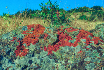 Orange and gray lichens on coastal limestone stones and rocks in Karadag
