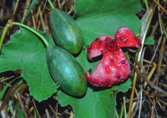 Capparis spinosa, the caper bush, also called Flinders rose, fruits with seeds of a plant growing
