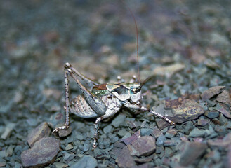 Anadrymadusa retowskii - rare species of grasshopper listed in the Red Book, Karadag