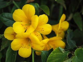 Obraz premium Gilded Sunrise