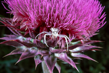 Thomisus sp., crab spiders, a spider sits on a plant and lies in wait for its prey