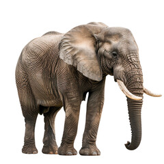 Obraz premium Big elephant standing isolated on white background