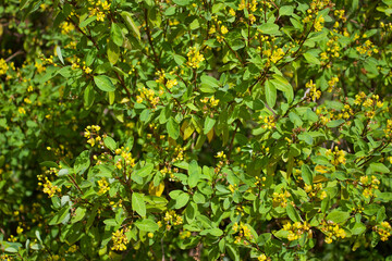 yellow flowers and green leaves tree