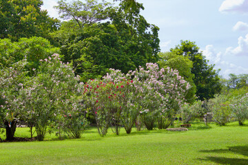 blooming tree in spring