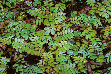 Floating fern, floating moss, water butterfly wings (Salvinia natans)