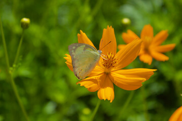 Fototapeta premium butterfly on flower