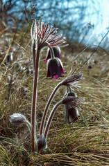 Eastern pasqueflower (Pulsatilla patens), early flowering endangered plant