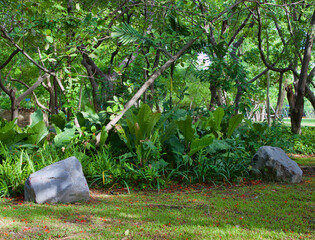 green plant in the park