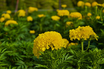yellow flowers in the garden