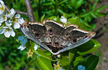 Giant emperor moth (Saturnia pyri), the largest Red Book butterfly in the spring