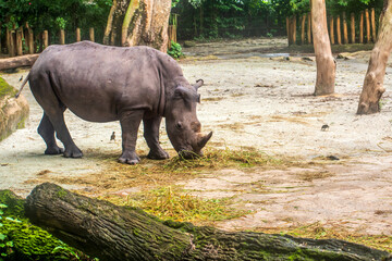 Rhino in the forest