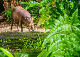 Rhino in the forest of Singapore