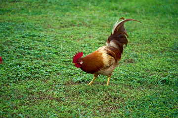 A rooster on the grass at the To Sua Ocean Trench in Samoa