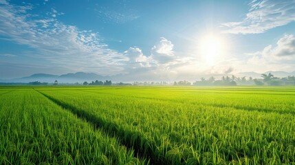 Obraz premium A lush green rice field under a bright sunny sky with distant mountains, depicting a serene and fertile agricultural scene.