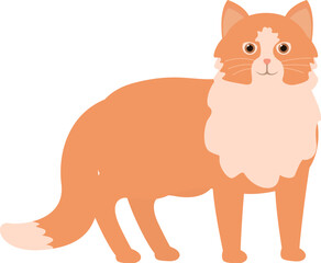 Adorable orange tabby cat with a fluffy chest is standing and looking forward