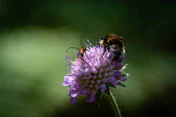 A common carder bee Bombus pascuorum on a flower of the red clover Trifolium pratense .