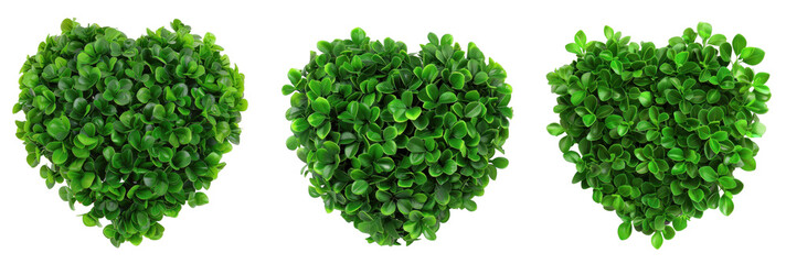 Three heart-shaped green succulent arrangements, each with lush, tightly packed foliage, displayed from a top view against a black background. on a transparent background.