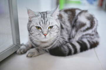 Cats kept in the bedroom