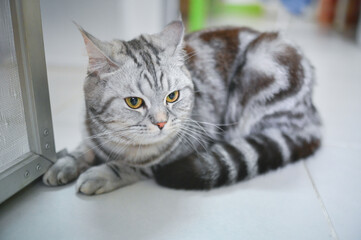 Naklejka premium Cats kept in the bedroom