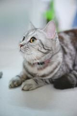 Cats kept in the bedroom