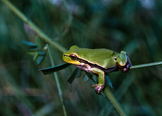European tree frog (Hyla arborea), tree frog on green plants