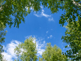 Treetops framing the blue sky. View of green foliage of trees and white clouds against the sky.