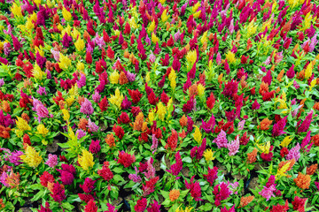 Colourful different flowers blooming in garden. Celosia flower or Cockscomb blooming. Beautiful flower multi color with Celosia Argentea or Plumed cockscomb blossom nature background. Selective focus.