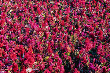 Red Cockscomb flowers blooming in garden. Fresh Celosia flower or Cockscomb wallpaper. Beautiful red flower with Celosia Argentea or Plumed cockscomb blossom nature background. Selective focus.