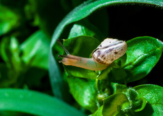 Monacha cartusiana - a mollusk with a parasite in a growth on the eye crawls along a green leaf