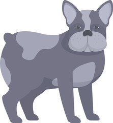 Gray french bulldog with black spots standing on four legs