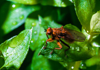 Scathophaga stercoraria - yellow dung fly on green plants, southern Ukraine
