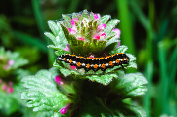 Ethmia candidella - butterfly caterpillar on a flowering plant
