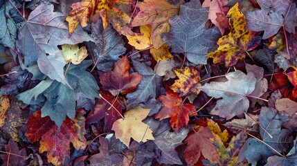 Obraz premium Texture of fall foliage