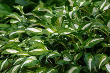 Hosta undulata sort Univittata. Hosta leaves. Beautiful Hosta leaves background. Hosta - an ornamental plant for landscaping park and garden design