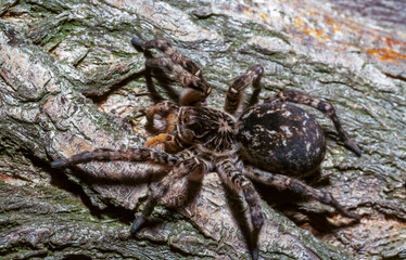 Lycosa singoriensis - a large spider living in vertical burrows in the ground