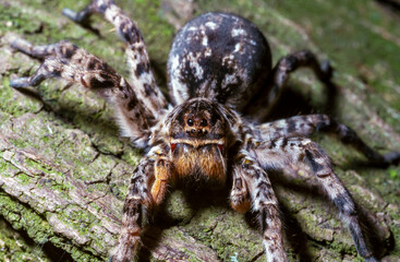 Lycosa singoriensis - a large spider living in vertical burrows in the ground