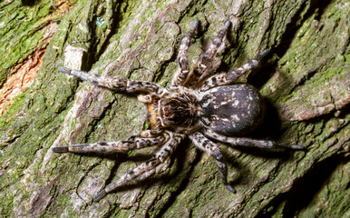 Lycosa singoriensis - a large spider living in vertical burrows in the ground