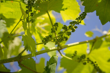 Detalhe de cacho de uvas em estado de maturação, época critica de crescimento por ser frágil da...