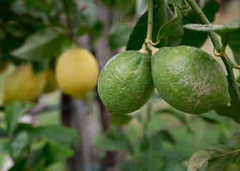 Detalhe de limas de cor verde, fruta citrinos de produção biológica.