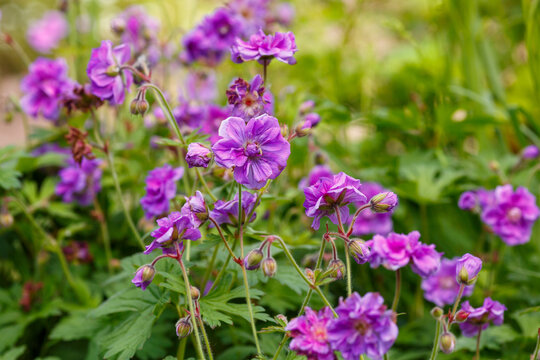 Himalayan geranium Plenum , or large-flowered geranium ( lat. Geranium himalayense ) is a species of perennial , herbaceous plants of the genus Geranium
